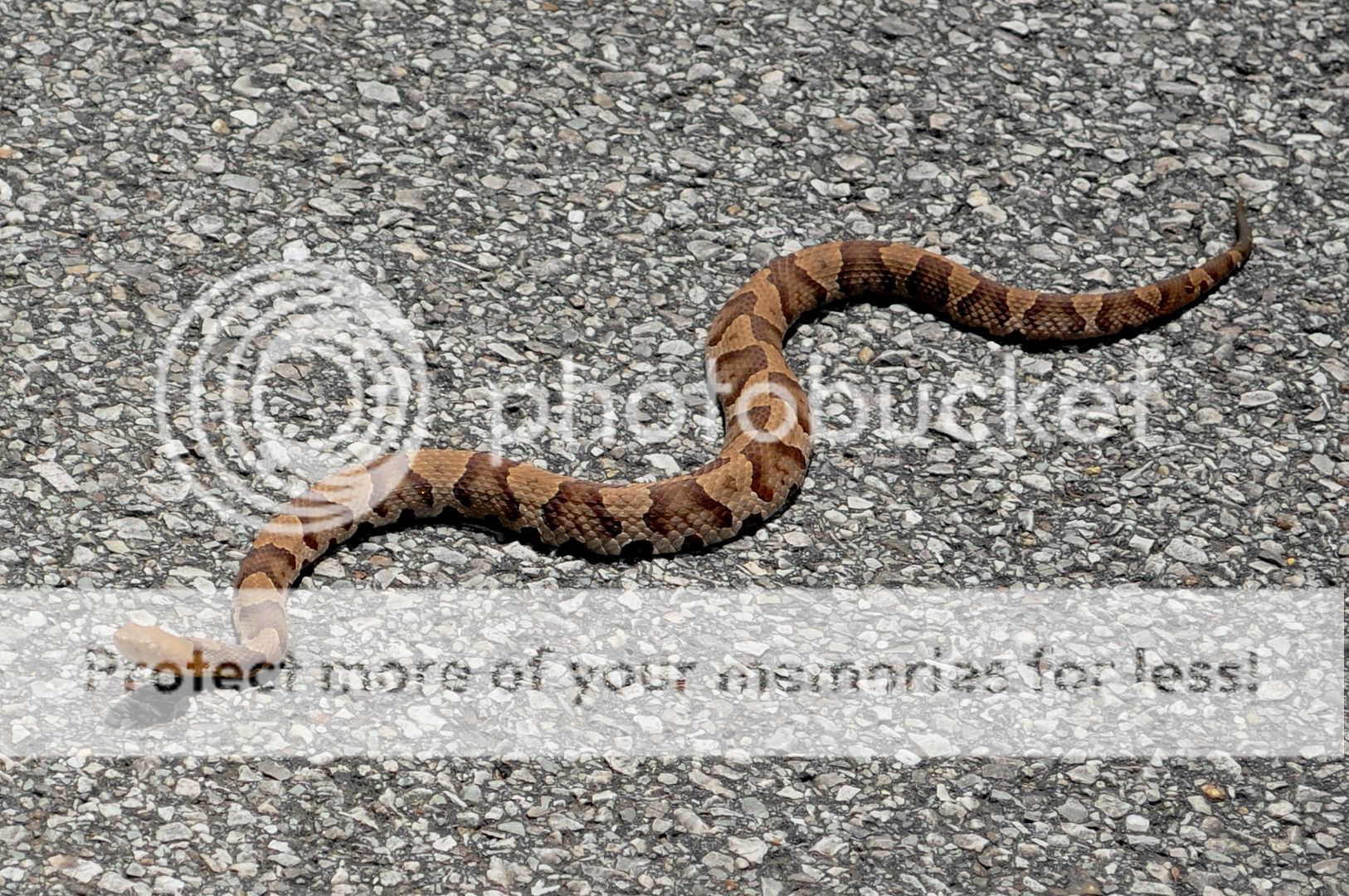 Some Insight Into The Differences Between Cainbrake Rattlesnakes